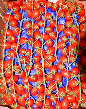 cherry tomatoes as original background