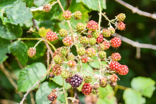 wild fruits in the bush at italian mountains