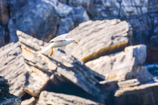 seagull gliding beats on prey in the wind