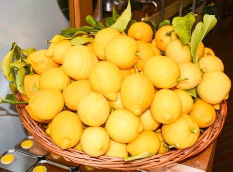 original italian lemons freshly picked for sale