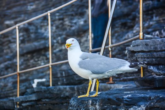 seagulls menacing scream on the cliff