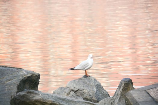 tired seagull on a cliff rockl