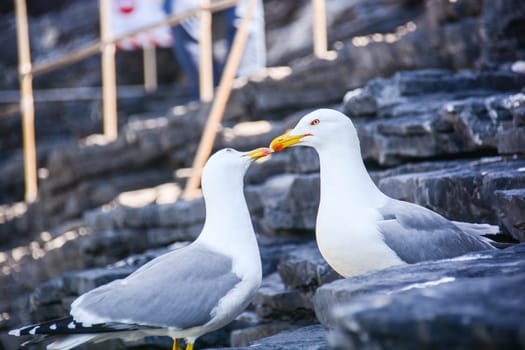 seagulls fall in love kiss to kiss