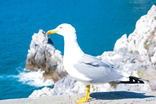 seagull show itself like a model on the rocks