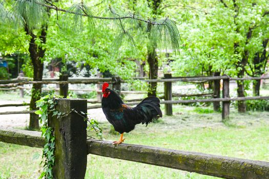 wild rooster overview its chickens harem