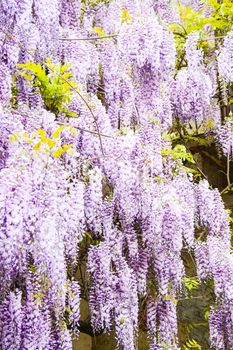 sping flower background arch or wall all around