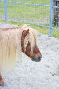 pony in a paddock wait for play