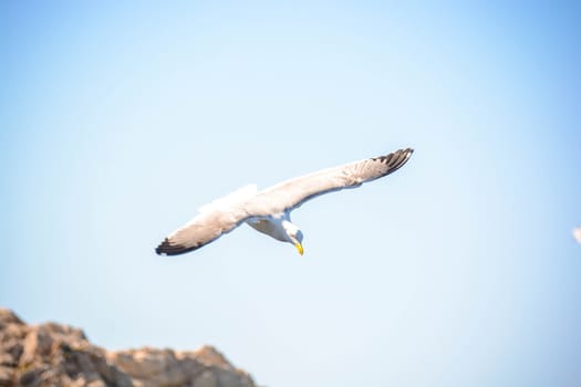 seagull gliding beats on prey in the wind