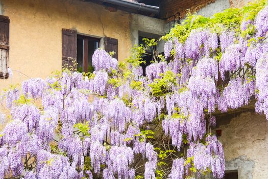 sping flower background arch or wall all around