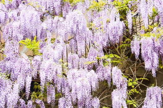 sping flower background arch or wall all around