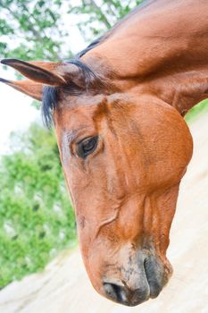 champion horse after a showjumping competition