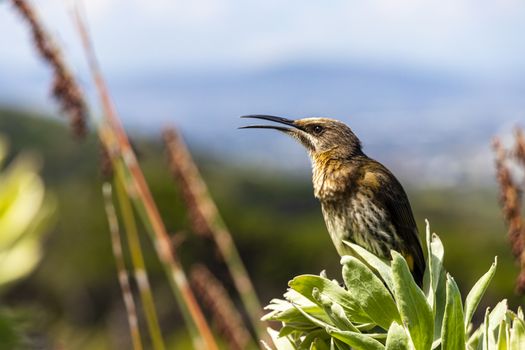 Cape sugarbird sitting on plants flowers in Kirstenbosch National Botanical Garden, Cape Town, South Africa.