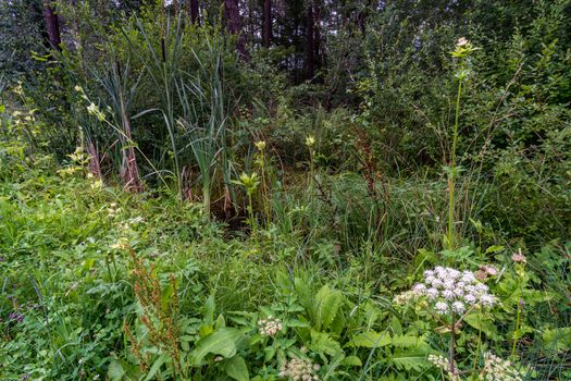 The beautiful nature reserve Wilhelmsdorf Pfrunger Ried in Upper Swabia near Ravensburg and Lake Constance