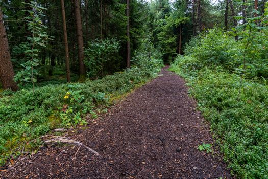 The beautiful nature reserve Wilhelmsdorf Pfrunger Ried in Upper Swabia near Ravensburg and Lake Constance