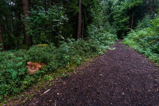 The beautiful nature reserve Wilhelmsdorf Pfrunger Ried in Upper Swabia near Ravensburg and Lake Constance