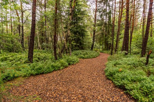 The beautiful nature reserve Wilhelmsdorf Pfrunger Ried in Upper Swabia near Ravensburg and Lake Constance