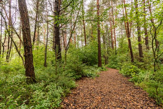 The beautiful nature reserve Wilhelmsdorf Pfrunger Ried in Upper Swabia near Ravensburg and Lake Constance