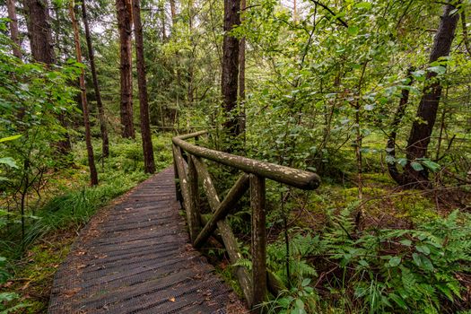 The beautiful nature reserve Wilhelmsdorf Pfrunger Ried in Upper Swabia near Ravensburg and Lake Constance