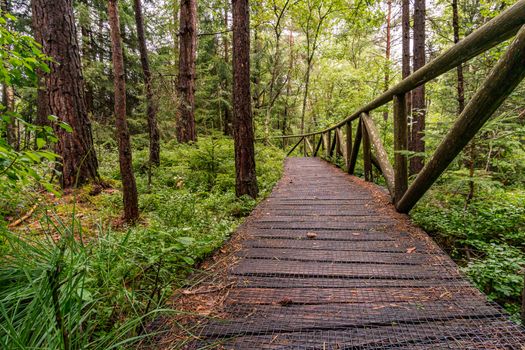 The beautiful nature reserve Wilhelmsdorf Pfrunger Ried in Upper Swabia near Ravensburg and Lake Constance