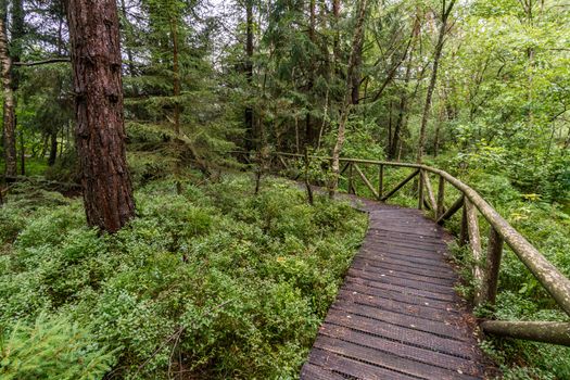 The beautiful nature reserve Wilhelmsdorf Pfrunger Ried in Upper Swabia near Ravensburg and Lake Constance