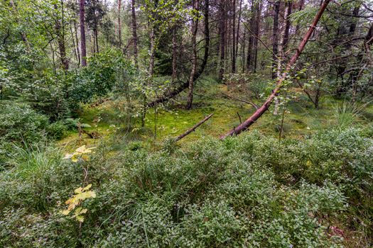 The beautiful nature reserve Wilhelmsdorf Pfrunger Ried in Upper Swabia near Ravensburg and Lake Constance