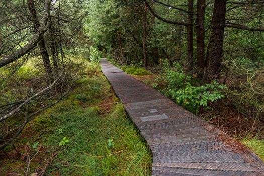 The beautiful nature reserve Wilhelmsdorf Pfrunger Ried in Upper Swabia near Ravensburg and Lake Constance