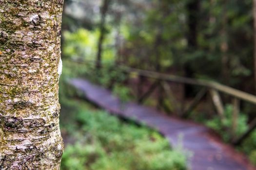 The beautiful nature reserve Wilhelmsdorf Pfrunger Ried in Upper Swabia near Ravensburg and Lake Constance