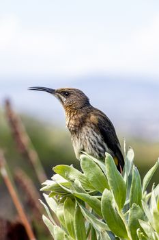 Cape sugarbird sitting on plants flowers in Kirstenbosch National Botanical Garden, Cape Town, South Africa.