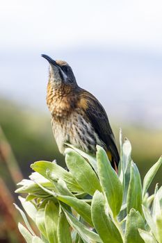 Cape sugarbird sitting on plants flowers in Kirstenbosch National Botanical Garden, Cape Town, South Africa.