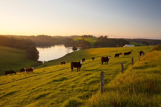 View of landscape around Tilba and Little Dromedary with cows in a field in New South Wales, Australia