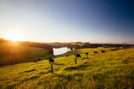 View of landscape around Tilba and Little Dromedary with cows in a field in New South Wales, Australia
