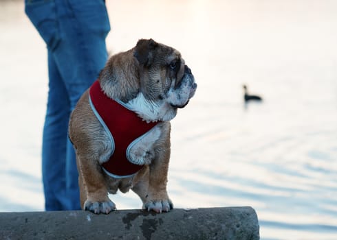 Red English Bulldog out for a walk against lake