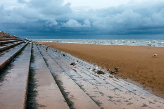 seagulls on the pier in the beach in the evening in autumn