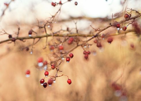 branch of briar with berries in autumn