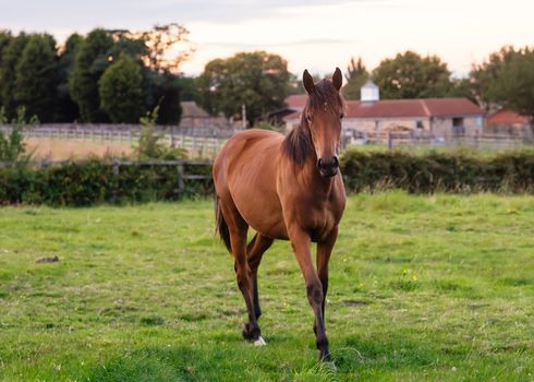 brown horse running on the field at the farm