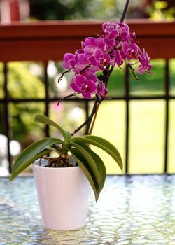 flowers of purple orchid an Orchid in a pot on a table in the garden