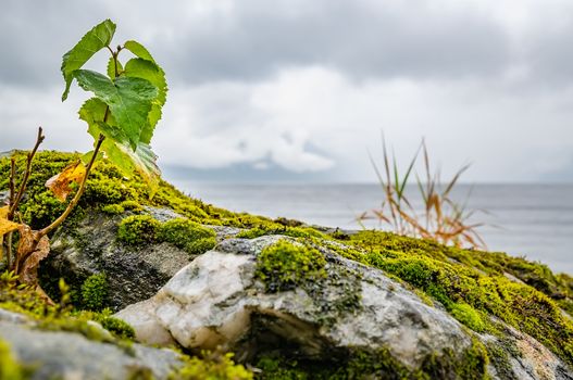 a birch tree sprout, wet from the rain, sprouted on a stone with moss on the background of a Misty mountain lake