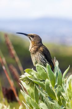 Cape sugarbird sitting on plants flowers in Kirstenbosch National Botanical Garden, Cape Town, South Africa.