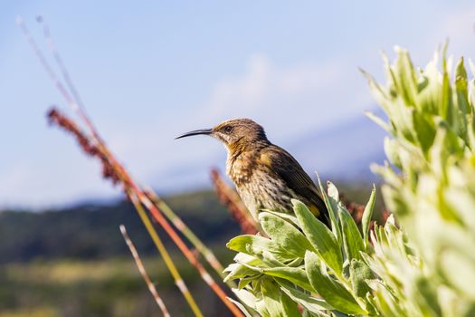 Cape sugarbird sitting on plants flowers in Kirstenbosch National Botanical Garden, Cape Town, South Africa.