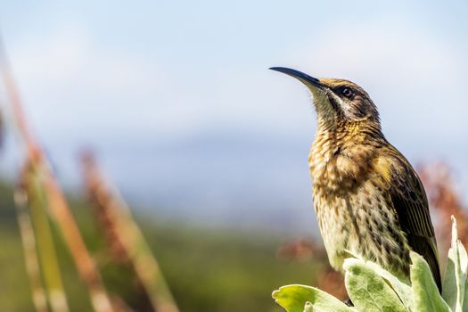 Cape sugarbird sitting on plants flowers in Kirstenbosch National Botanical Garden, Cape Town, South Africa.