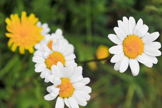 Yellow dandelions and white daisy on the flower meadow in Hemsedal, Norway.