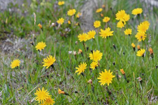 Yellow dandelions on the flower meadow in summer in Buskerud, Hemsedal, Norway.