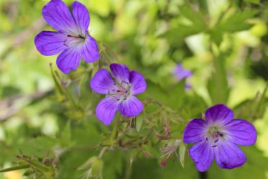 Beautiful meadow flower, purple geranium. Summer landscape in Hemsedal, Buskerud, Norway.