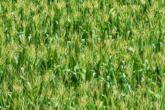 Close-up horizontal shot of a maturing field of corn in Summer.