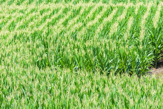 Horizontal shot of rows of corn growing in Tennessee Summer.

