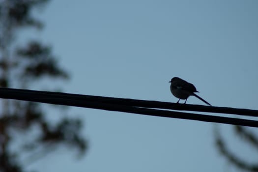 The Silhouette of a Small Bird Resting on a Wire With a Blue Sky Behind It