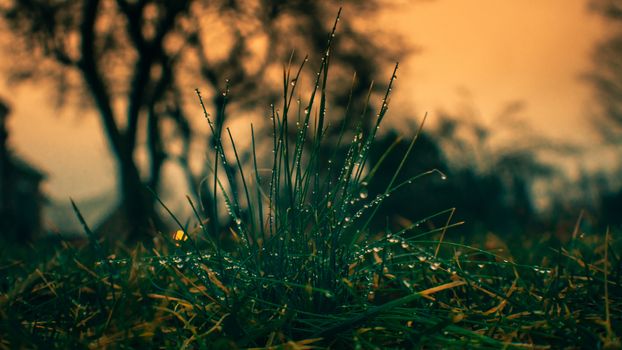 A Close-Up Shot to a Wet Patch of Crab Grass With a Dramatic Sunset in the Background