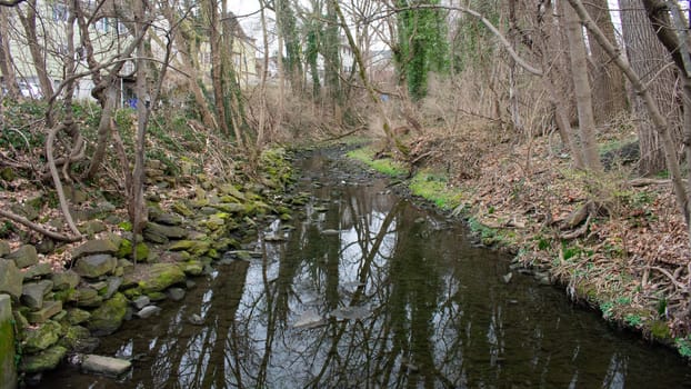 A Silent Shallow Creek Flowing Through a Dead Forest in Autumn