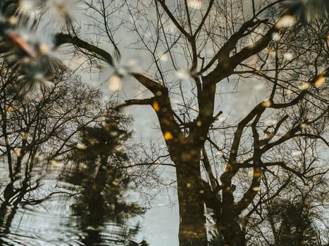 A Dead Tree Reflecting in a Puddle on a Rainy Day