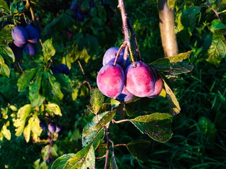 Ripe plums on a leaf branch, ready to harvest. Plums in the orchard. Zavidovici, Bosnia and Herzegovina.